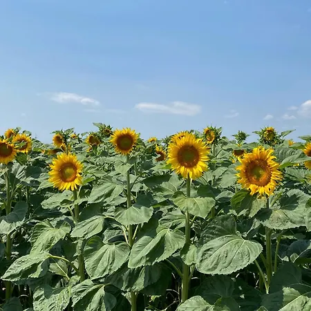 Weinkeller Roeschitz בית נופש *