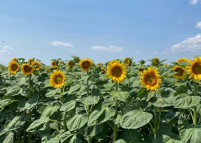 Weinkeller Roeschitz Holiday home *